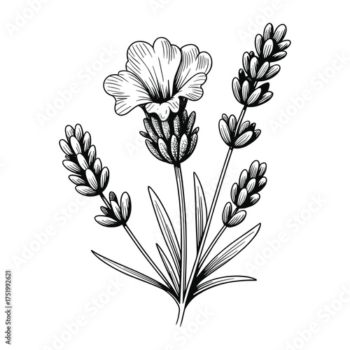 Lavender Flower Blossom Vector Illustration for Aromatic Herb Designs