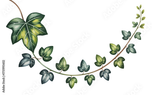 Elegant botanical illustration of vibrant green ivy leaves and vines, perfect for design projects, adding natural beauty and style