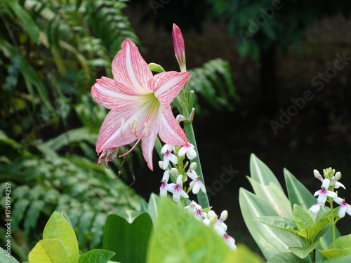 Pink Amaryllis Flower or Hippeastrum Blooming in Tropical Botanical Garden