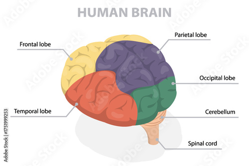 Structure of human brain schematic vector illustration. Flat isometric vector illustration diagram. Educational medical information banner.