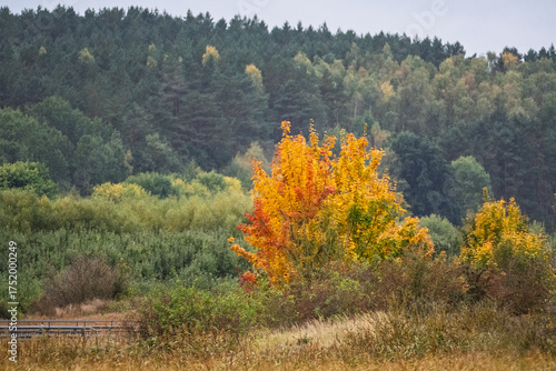 A tree with orange leaves is in a field with a lot of trees
