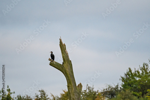A bird is perched on a tree branch