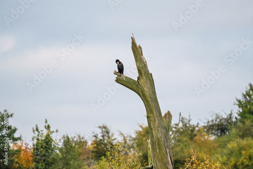 A bird is perched on a tree branch