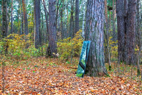 old tree and mirror in autumn forest with fallen leaves and tree trunks