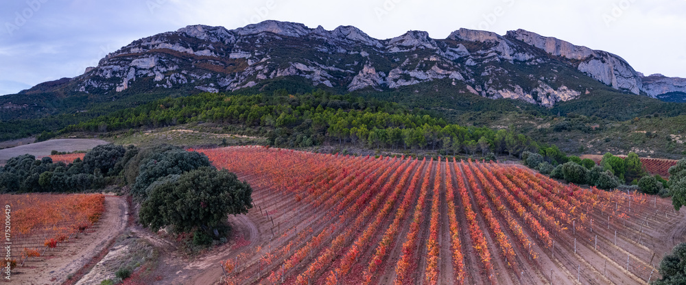 Naklejka premium Aerial drone view of the autumnal vineyard landscape in La Rioja, near the Sierra de Cantabria mountains. Alava and La Rioja, Spain, Europe