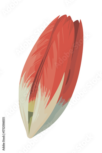 Chicory Vector Graphic Radicchio Vegetable Illustration Natural Food Ingredient