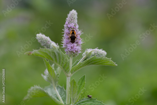 Sydney Australia, bee on purple mentha x piperita vulgaris or peppermint flower head