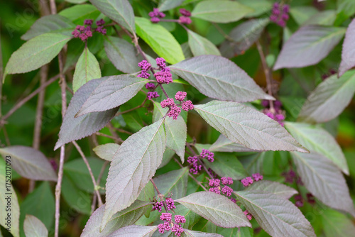 Lilac small buds of Callicarpa bodinieri on a branch, spring background, May
