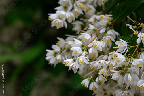 Spring flowering of Japanese snow flower Deutzia gracilis in a forest garden in the countryside of a European village.