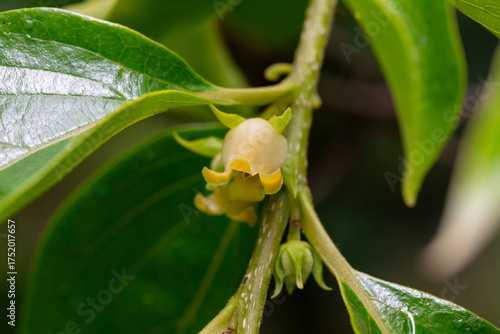 Close up of blooming persimmon buds , background