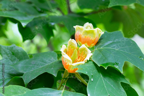 Beautiful blossoms of tulip tree, Liriodendron tulipifera