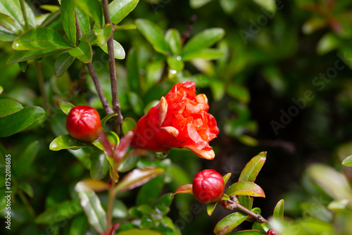 Orange pomegranate flowers (Punica granatum Legrelleae) on a branch in the garden, close-up. spring flower background