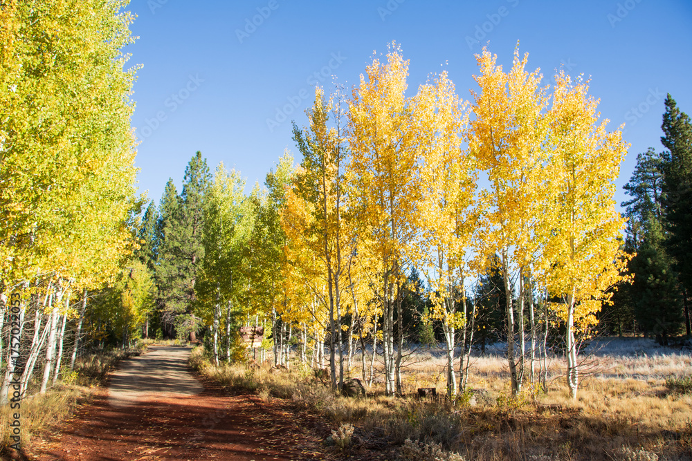 Naklejka premium Autumn morning along the dirt road to Bogard Campground in Lassen County, California, with golden aspen trees and clear blue sky.