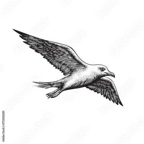 Vintage Engraved Seagull Illustration – Detailed Black and White Coastal Bird Drawing
