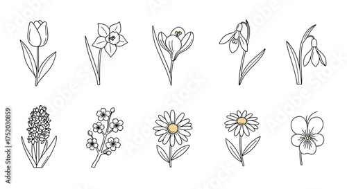 Line art vector set of spring flowers including tulip, daffodil, crocus, snowdrop, hyacinth, cherry blossom, daisy, pansy. Botanical outline illustration, floral symbols of spring season.
