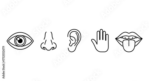 Human five senses vector icons set, eye sight, nose smell, ear hearing, hand touch, mouth tasting tongue, simple line art design for health, medical, education, sensory perception