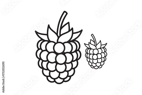 Two outline drawings showcase different sizes of fresh raspberries against a transparent backdrop