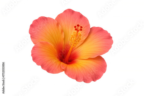Warm colored hibiscus flower with delicate petals and prominent stamen, ready for design. Transparent background