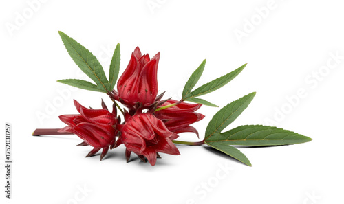 Vivid Red Roselle Hibiscus Flowers with Green Leaves