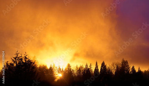 Orange sunset over silhouettes of coniferous trees. Vancouver. Canada