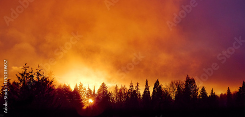 Orange sunset over silhouettes of coniferous trees. Vancouver. Canada