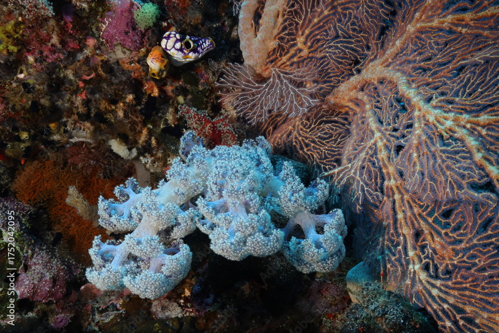 Fototapeta premium coral reef