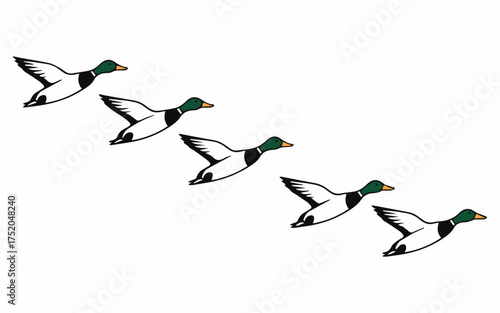 Graceful flock of ducks soaring across a clear sky creating a sense of freedom and migration perfect for conservation and nature projects or designs