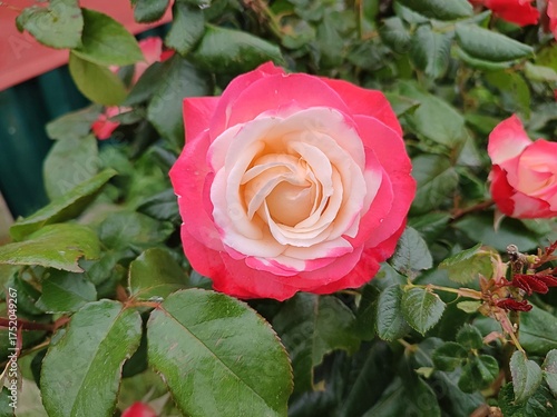 close-up of a pretty pink bicolor rose on the rosebush in the garden