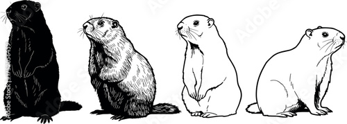 groundhog, marmot, rodent, animal, wildlife, nature, silhouette, vector, drawing, outline, sketch, wild, design, standing, sitting,
groundhog silhouette, marmot sketch, rodent 
