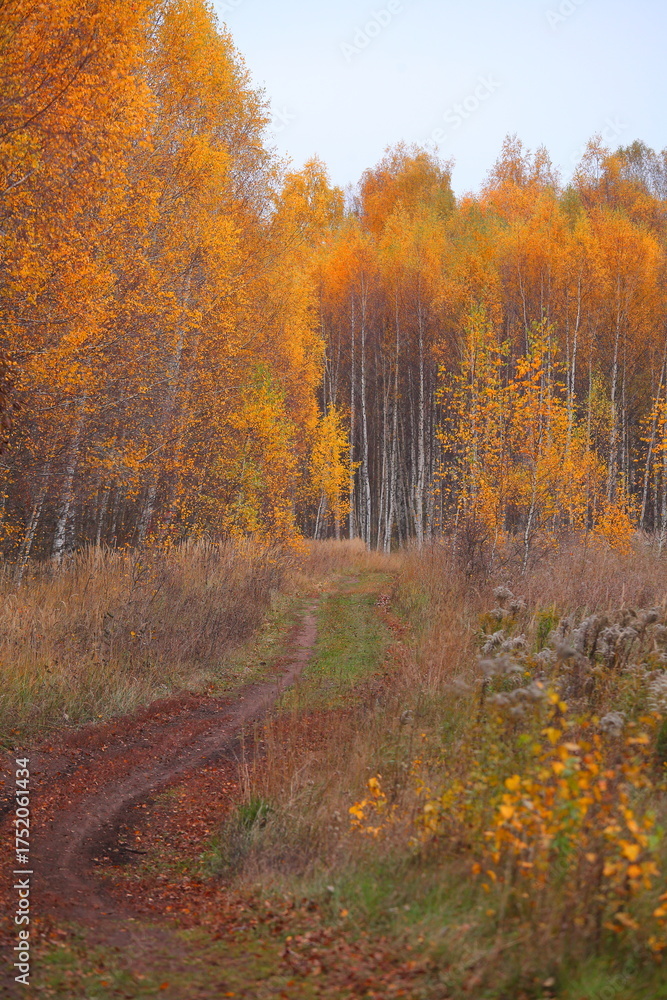 Fototapeta premium Beautiful autumn golden forest in the form of an arch
