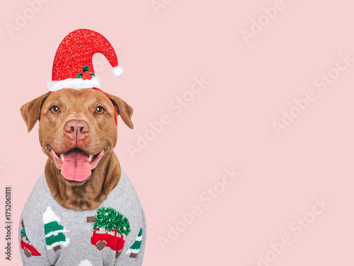 Merry Christmas and Happy New Year. Charming dog and festive costume. Dog smile. Close-up, studio shot. Congratulations for family, friends and colleagues. Pets care concept