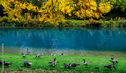 autumn,ducks, nature, grass, water, park, lake