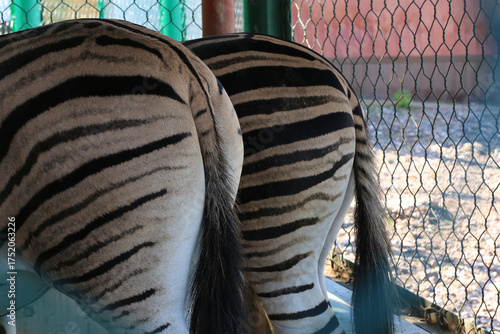 Photography wild animals mammals hoofed animals zebras