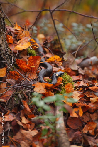 a snake is crawling on autumn leaves in the park