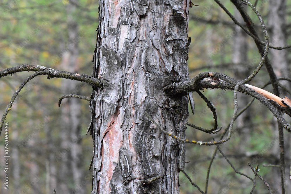 Fototapeta premium Old pine tree in the forest. Selective focus and shallow depth of field