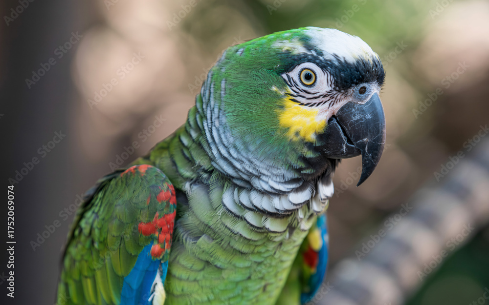 Obraz premium Majestic military macaw portrait with vibrant green plumage, keen gaze, and captivating detail perfect for wildlife projects and educational materials