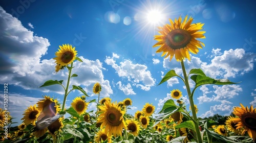 Sunny Spring & Summer Meadows: Yellow Sunflowers, Blue Skies, and Bees in Rural Flower Fields & Gardens