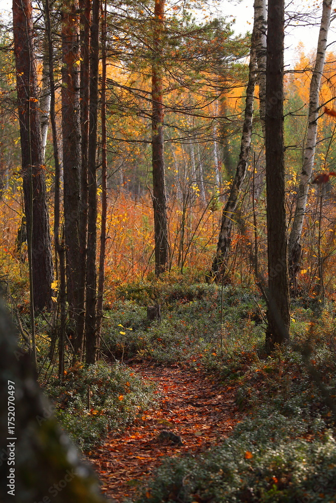 Obraz premium a path in the autumn forest