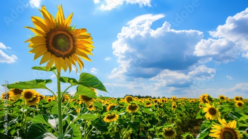 Sunny Spring & Summer Meadows: Yellow Sunflowers, Blue Skies, and Bees in Rural Flower Fields & Gardens