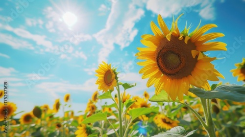Sunny Spring & Summer Meadows: Yellow Sunflowers, Blue Skies, and Bees in Rural Flower Fields & Gardens