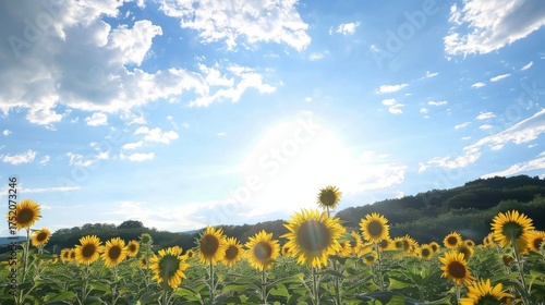 Sunny Spring & Summer Meadows: Yellow Sunflowers, Blue Skies, and Bees in Rural Flower Fields & Gardens