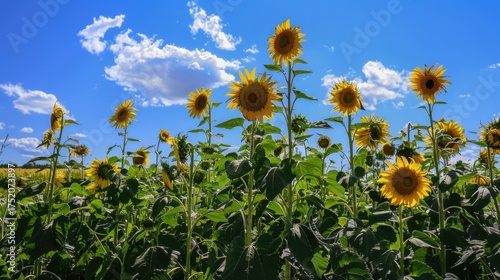 Sunny Spring & Summer Meadows: Yellow Sunflowers, Blue Skies, and Bees in Rural Flower Fields & Gardens