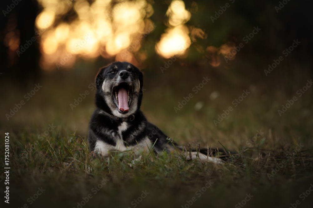 Obraz premium portrait of a black mongrel dog in the forest at dusk time. gold blur background.