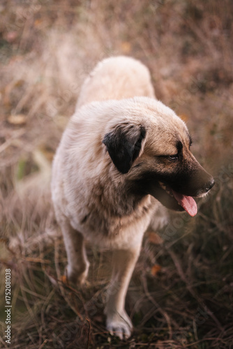 Beautiful big dog, wild Anatolian Shepherd Dog cross breed in Macedonia mountains