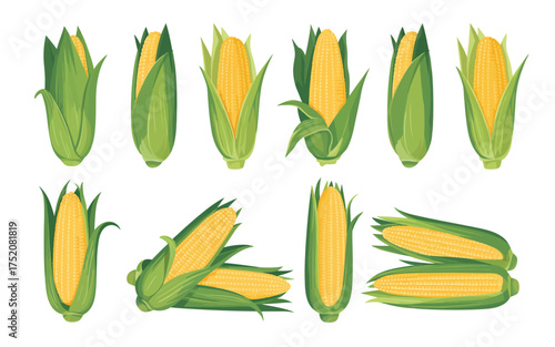 Fresh corn cobs with green husks isolated on white background