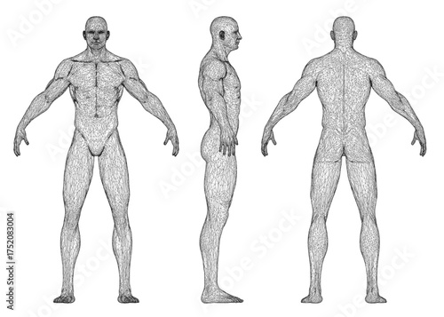Athletic male wireframe model in three distinct anatomical views, showcasing detailed musculature and skeletal structure against a clean white background.