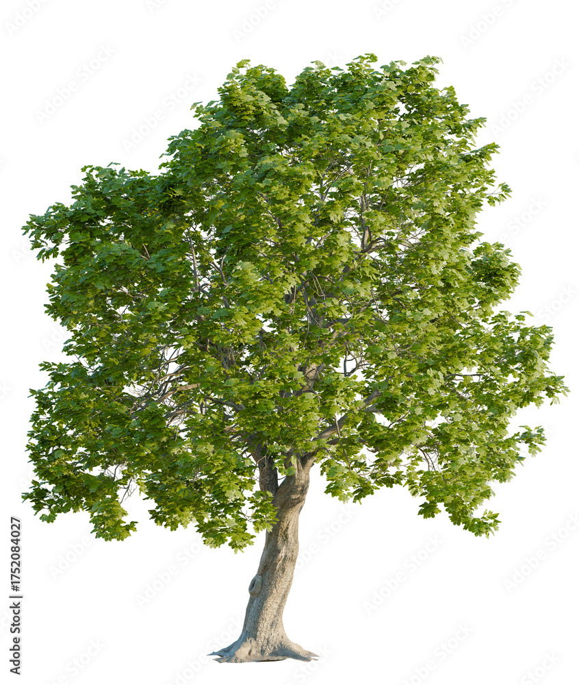 Fototapeta premium Castanea tree plan, top view, cutout, transparent background, isolate, Vibrant green deciduous tree with detailed bark and lush foliage