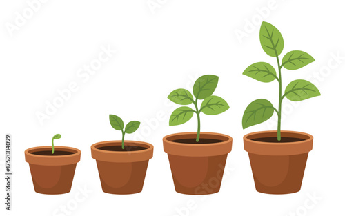 Four potted plants showing stages of growth from seedling to mature plant