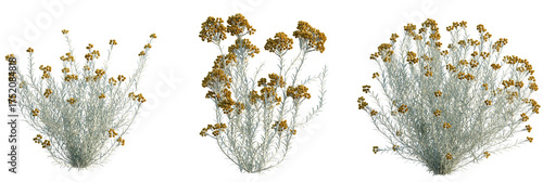 Fotografie Helichrysum italicum tree plan, top view, cutout, transparent background, isolat