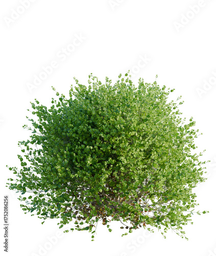 Canvas Print Buxus sempervirens Suffruticosa tree plan, top view, cutout, transparent backgro